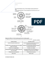 Plant Biology Assignment Answers