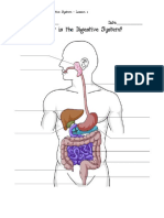 The Digestive System