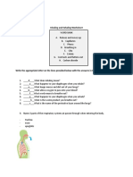 Respiratory System IQ WS