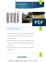 Gel Electrophoresis Presentation