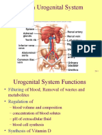 Urogenital