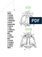 BIO 1133 Exercise 7 (Skeletal System of The Frog)