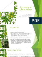 Agronomy of Castor Beans - Marsha Thomas