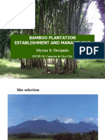 Bamboo Plantation Establishment and Management Making