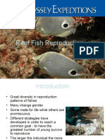 Fish Reproduction Ody