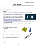 3.-DNA-Protein-Synthesis Review