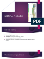 Spinal Nerves