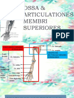 Ossa & Articulationes 1