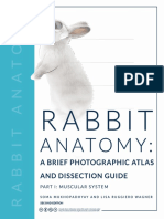 Rabbit Anatomy - Atlas and Dissection Guide - Part 1 - Muscular System - Second Edition 20210929222533