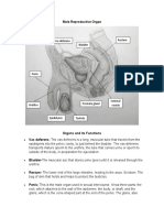 Male and Female Reproductive Organ