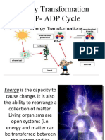 Atp Adp Cycle