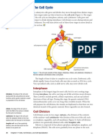 2.5 The Cell Cycle