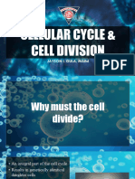 L3 - Cellular Division