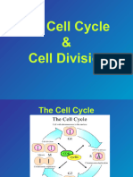 Mitosis