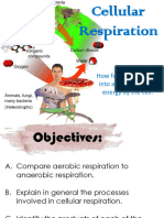 Cell Respi