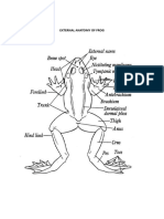 External Anatomy of Frog 2