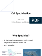 S NC 2 D Cell Specialization Favor