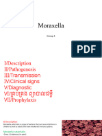 Moraxella