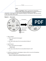 NEW Cellular Respiration Worksheet 1