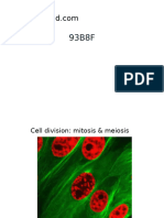 IBW 13 Mitosis AJ 23