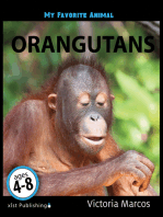 My Favorite Animal: Orangutans