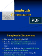 Lampbrush Chromosome