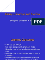 Kidney Structure and Function