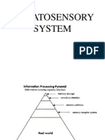 Somatosensorysystem 1