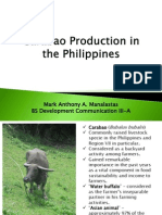 Carabao Production in The Philippines