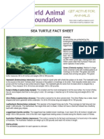 WAF-Sea Turtle Fact Sheet