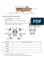 03b Grasshopper Dissection