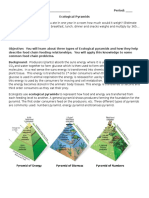 Ecological Pyramids Worksheet