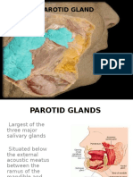 Parotid Gland