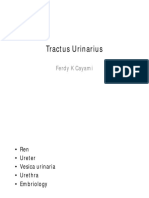 Tractus Urinarius