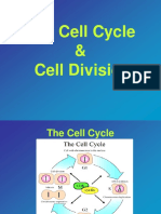 Mitosis 2