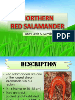 Northern Salamander