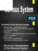 Central Nervous System