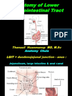 Anatomy of Lower Gastrointestinal Tract: Thanasil Huanmanop MD, M.SC