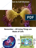 Cell Division Mitosis Meiosis