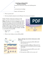 POGIL Central Dogma PDF