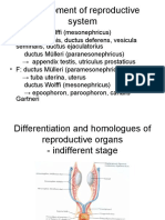 Development of Reproductive System