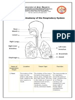 Anatomy of The Respiratory System