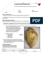 Jaidyn Smith - Lab Heart Dissection Edited