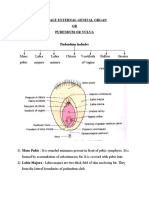 Female External Genital Organ