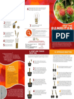 Grafting Rambutan