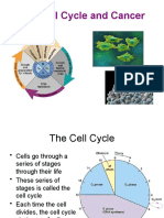 The Cell Cycle and Cancer Notes - 2