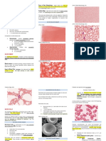 Module 12-Peripheral Blood: Zone of Best Morphology (4x)