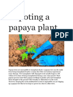 Repoting A Papaya Plant