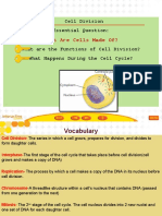 Cell Division and Cycle