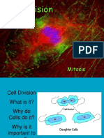 Cell Division Mitosis